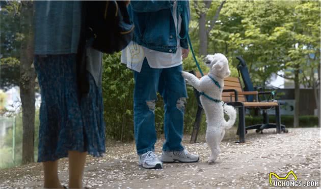 6层高楼上，比熊犬瑟瑟发抖，哀嚎不断，主人竟在屋里呼呼大睡