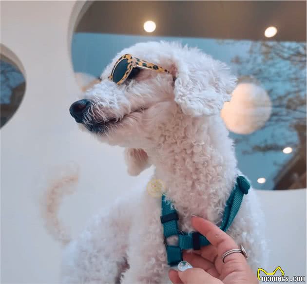 6层高楼上，比熊犬瑟瑟发抖，哀嚎不断，主人竟在屋里呼呼大睡