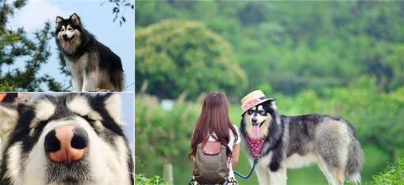 阿拉斯加犬都“害怕”的几件事，你家狗中了几件？