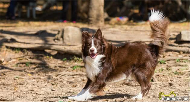 世界上智商排名第一的犬-边境牧羊犬