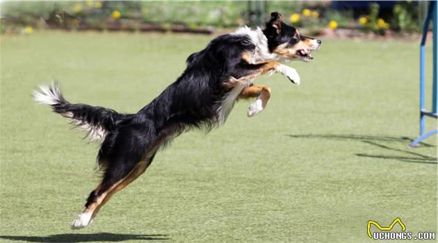 世界上智商排名第一的犬-边境牧羊犬