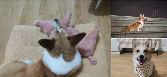 你的宠物狗狗开始厌食，剩饭时你该怎么做？进来给你分享经验~