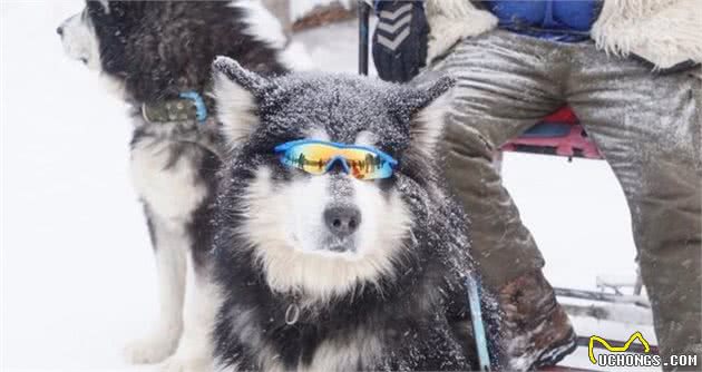 阿拉斯加犬以为自己会飞，直接摔瘸！打石膏后像穿了高跟鞋