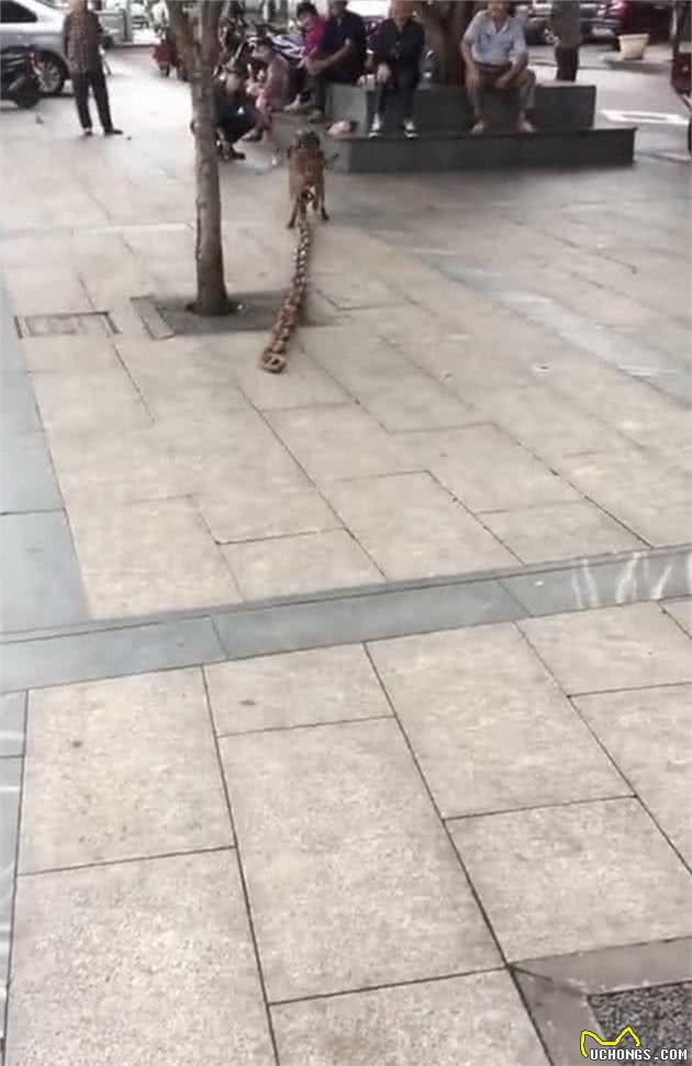 ?为防止咬人，狗狗被拴上百斤铁链，看清品种后网友：拴的好
