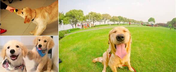 金毛犬好训练吗？应该要怎么去训练它？