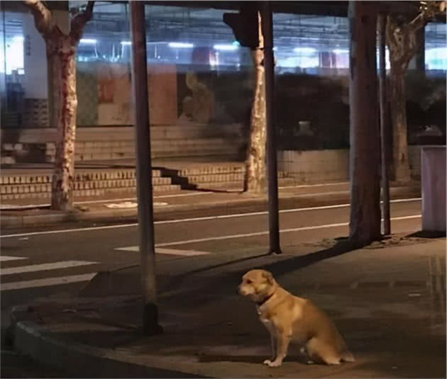 狗狗不见了，为什么很难找回来？
