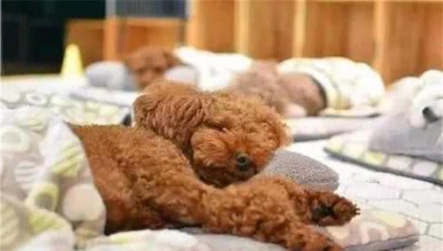 泰迪犬成为“讨厌狗”的5个原因，怪不得养得人变少了