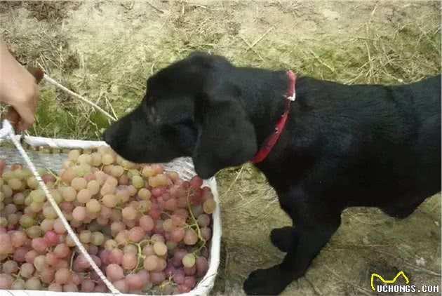 饲养狗狗的几个错误，希望你一个都没犯