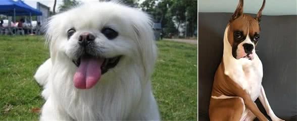 家庭养狗与狗病防治