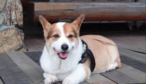 「养宠经验分享」狗容易得耳螨吗，狗什么时候容易得耳螨