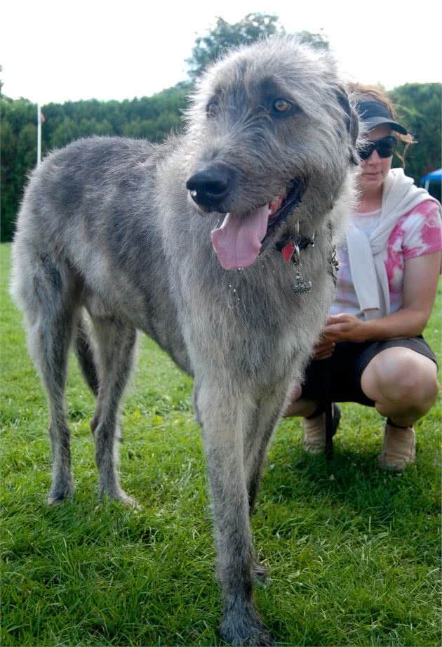 这是我们熟悉的汪星人吗？原来这是狗中的巨兽爱尔兰猎狼犬