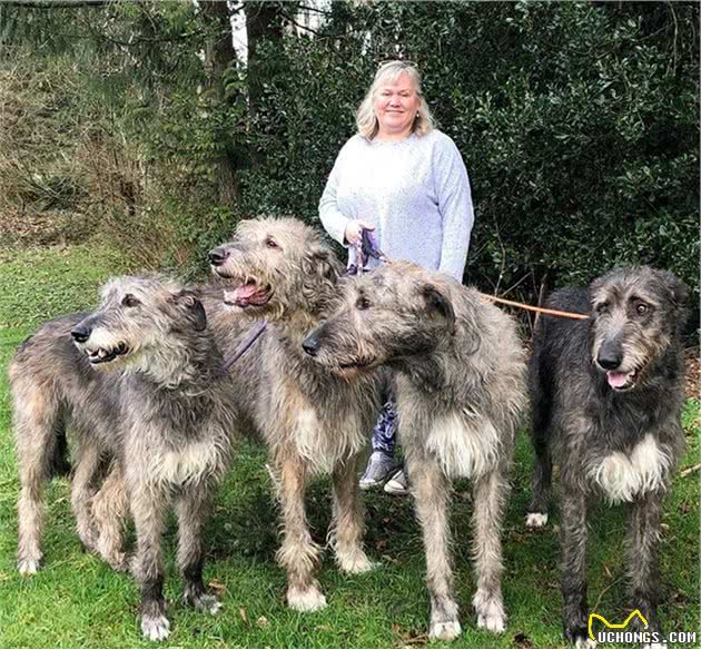 这是我们熟悉的汪星人吗？原来这是狗中的巨兽爱尔兰猎狼犬