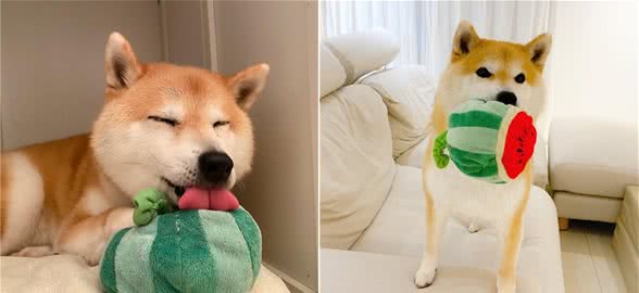 挑选柴犬幼犬有什么方法吗？有没有经验可以分享？