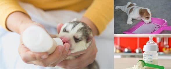 如何挑选狗狗的羊奶粉？看这5方面就好