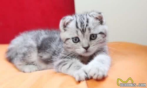 被评为世界上最受欢迎的英国短毛猫，你对它了解多少