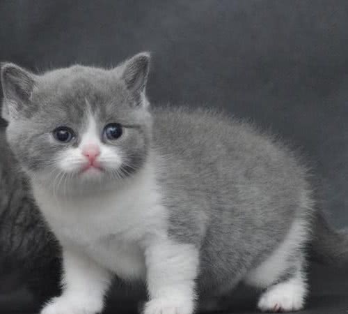 被评为世界上最受欢迎的英国短毛猫，你对它了解多少