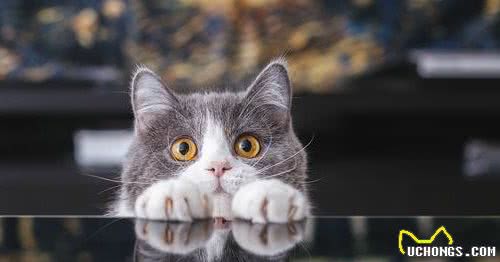 被评为世界上最受欢迎的英国短毛猫，你对它了解多少