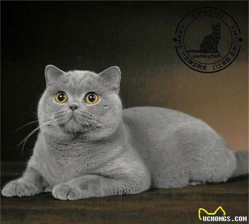 被评为世界上最受欢迎的英国短毛猫，你对它了解多少