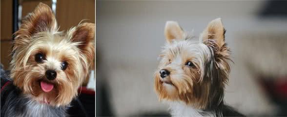 第一次养狗，泰迪和约克夏两种小型犬，哪种比较容易养？