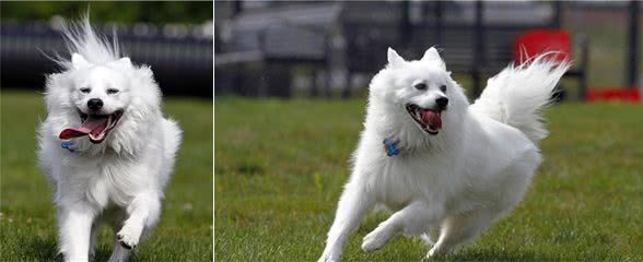 爱狗人士最深情的伴侣—爱斯基摩犬