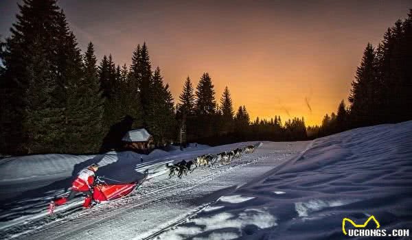 世界级雪橇狗大赛法国雪景美不胜收