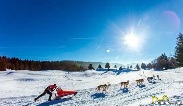 世界级雪橇狗大赛法国雪景美不胜收