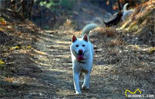 养“中华田园犬”很丢人吗？养过的，都知道有多好