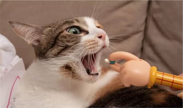 「猫咪喂药方法」我这有本猫咪喂药终极秘籍，你要不要