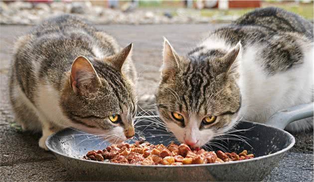 「猫咪喂药方法」我这有本猫咪喂药终极秘籍，你要不要