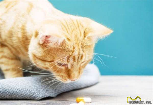 「猫咪喂药方法」我这有本猫咪喂药终极秘籍，你要不要