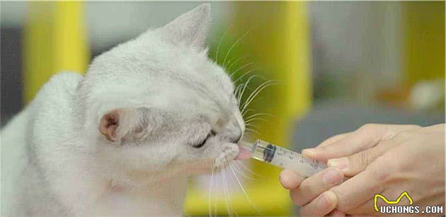 「猫咪喂药方法」我这有本猫咪喂药终极秘籍，你要不要