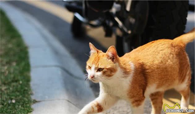 「猫咪喂药方法」我这有本猫咪喂药终极秘籍，你要不要