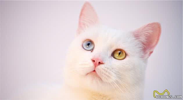 「猫咪喂药方法」我这有本猫咪喂药终极秘籍，你要不要
