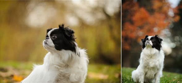 以前日本的贵族犬，超像北京犬的日本狆，究竟是什么来历？