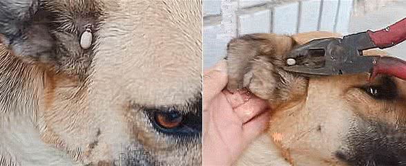 土狗耳朵里长了个“肉球”，老爸拿来钳子用力一夹：这玩意竟会动