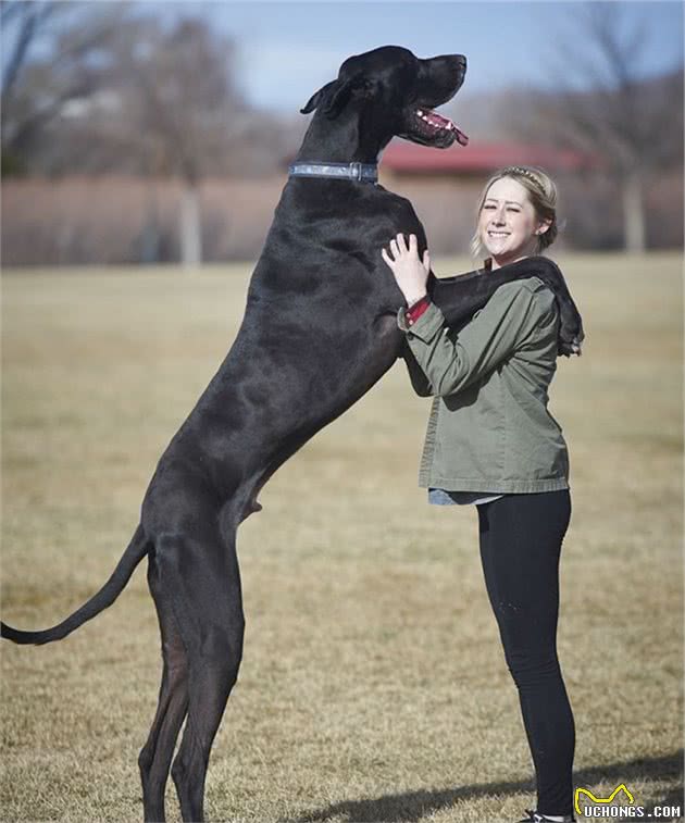 世界十大警犬品种，警界中的功臣，人类忠诚的伙伴！