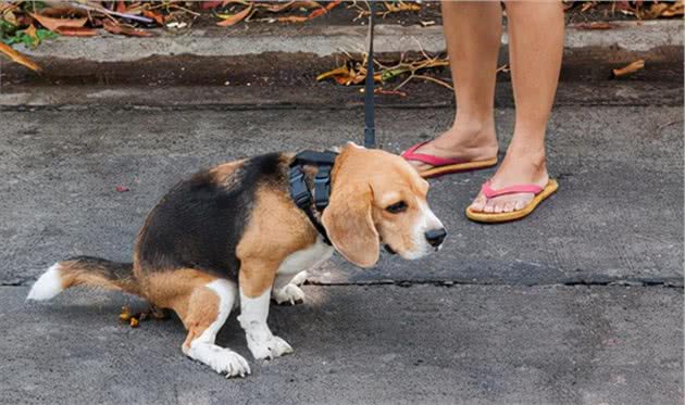 训犬不应使用暴力，那么正确的方法，你Get了吗?