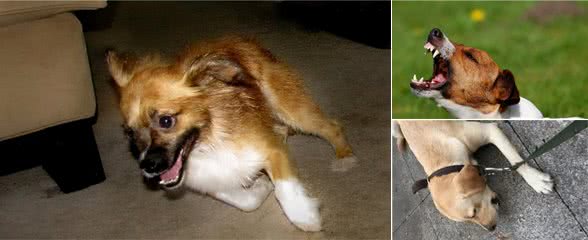 训犬不应使用暴力，那么正确的方法，你Get了吗?