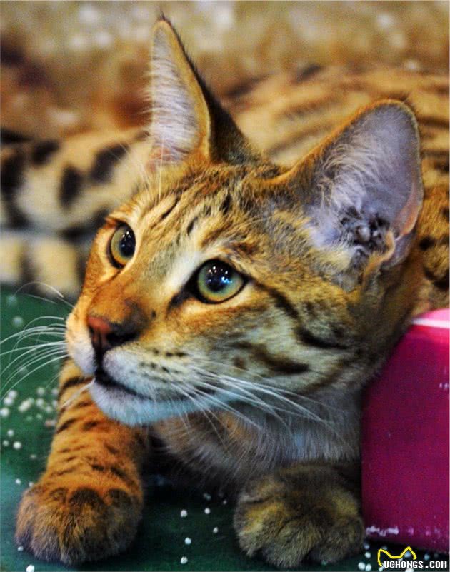 霸气主子：豹猫