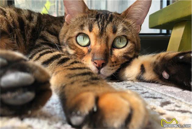 霸气主子：豹猫