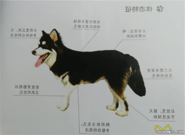 世界名犬NO:27独一无二的＂阿拉斯加雪橇犬＂蠢萌狗子巅峰