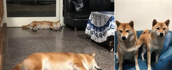 同一窝柴犬，妈妈养的那只狗胖了不止一圈