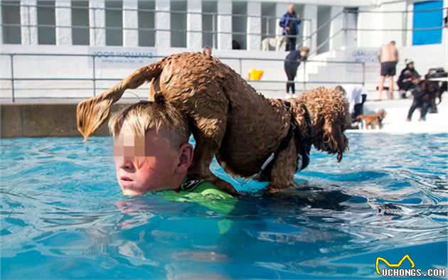 辟谣，狗狗能泡在户外水塘游泳？寄生虫、真菌可不容忽视