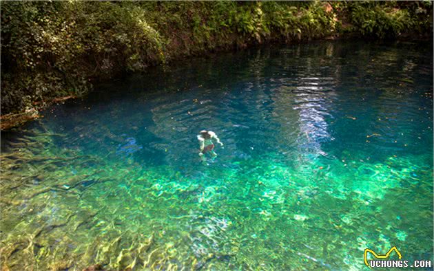 辟谣，狗狗能泡在户外水塘游泳？寄生虫、真菌可不容忽视