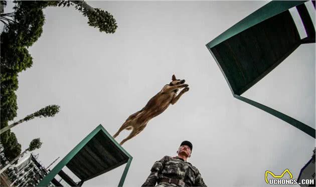 燃！来看警犬训练场上展神威