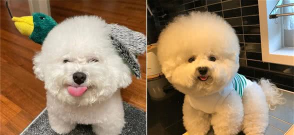 比熊犬对你做这些事，说明它的心里只有你