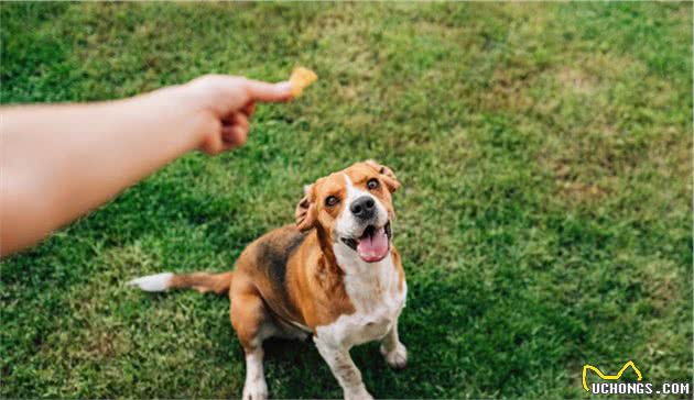 都是狗做对就奖励，我和专业训犬师有何不同？