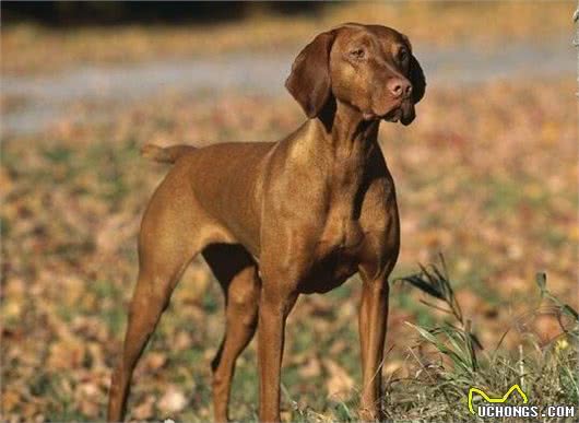 世界上速度最快的狗，格力犬最高时速能够达到70多公里