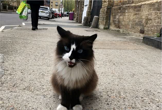 经常遇见的猫咪，总是忽胖忽瘦，他看到这一幕终于揭开疑惑