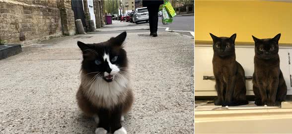 经常遇见的猫咪，总是忽胖忽瘦，他看到这一幕终于揭开疑惑